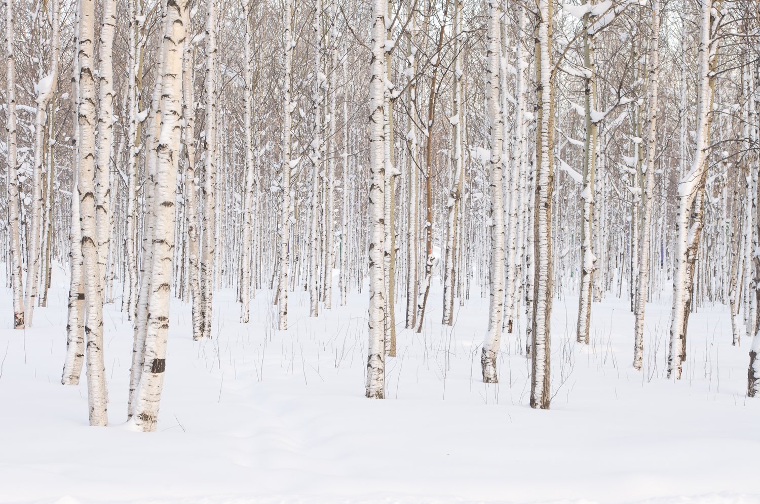 Aspen Trees In Snow ?width=1500&height=996&name=Aspen Trees In Snow 